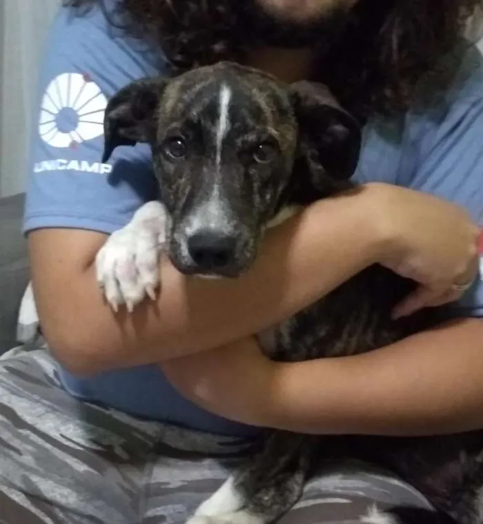 Cachorro ra a SRD idade 2 a 6 meses nome Tigrinha