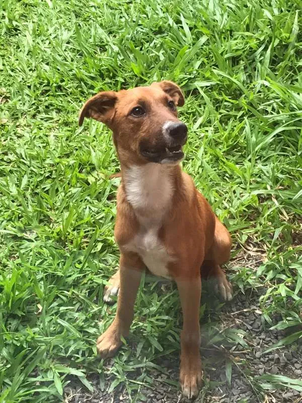 Cachorro ra a  idade 7 a 11 meses nome Eduardo Coudet Dudu