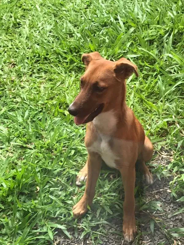 Cachorro ra a  idade 7 a 11 meses nome Eduardo Coudet Dudu