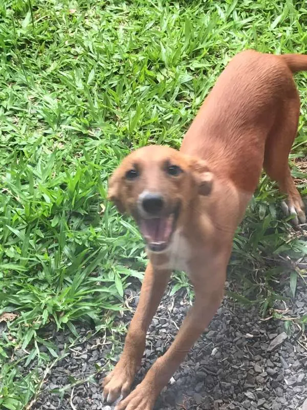 Cachorro ra a  idade 7 a 11 meses nome Eduardo Coudet Dudu