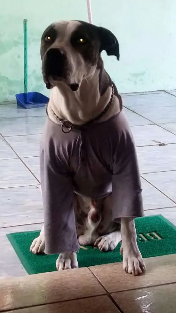 Cachorro ra a Pitbull com dogo argentino idade 4 anos nome Hulk