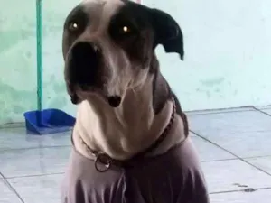 Cachorro raça Pitbull com dogo argentino idade 4 anos nome Hulk