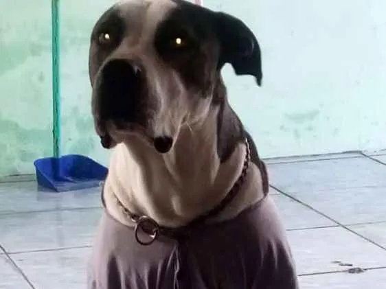 Cachorro ra a Pitbull com dogo argentino idade 4 anos nome Hulk