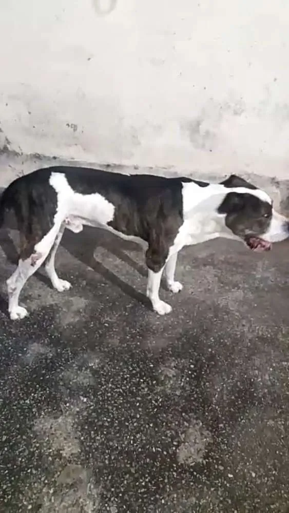 Cachorro ra a Pitbull com dogo argentino idade 4 anos nome Hulk