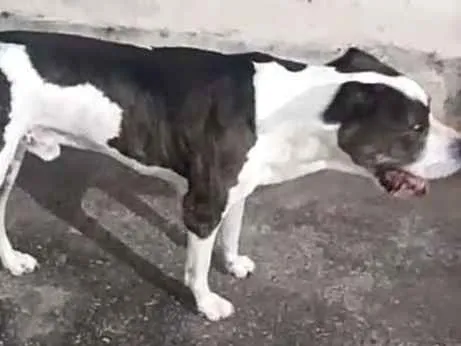 Cachorro ra a Pitbull com dogo argentino idade 4 anos nome Hulk