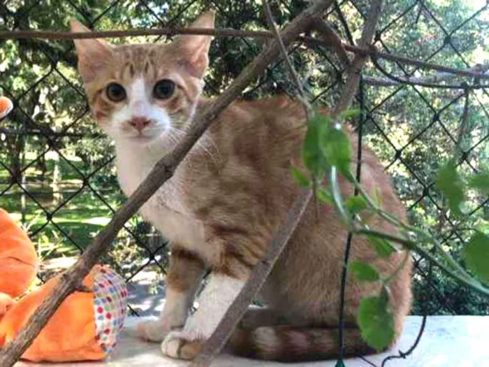 Gato raça Felino idade 2 a 6 meses nome Lucky