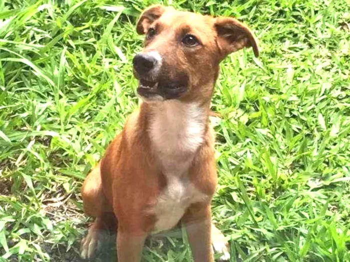 Cachorro ra a  idade 7 a 11 meses nome Eduardo Coudet Dudu