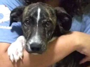 Cachorro raça SRD idade 2 a 6 meses nome Tigrinha