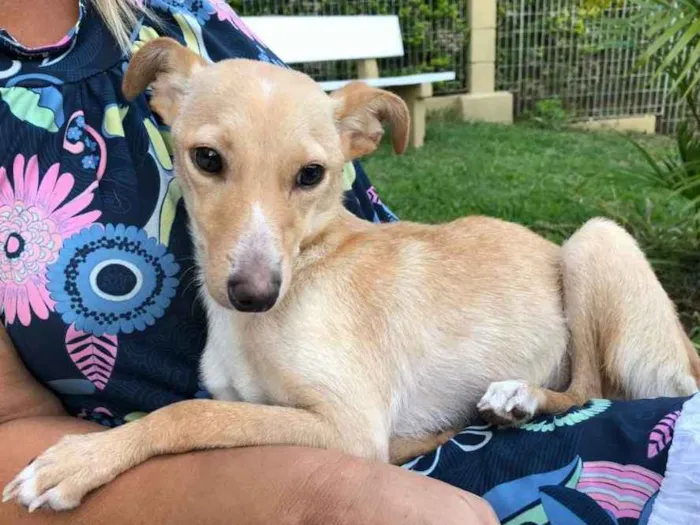 Cachorro ra a  idade 1 ano nome Pitoco