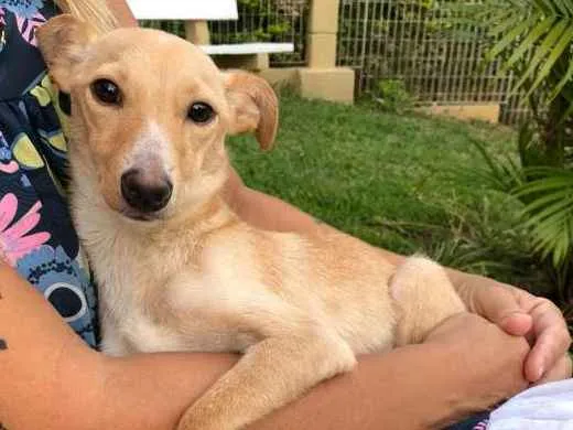 Cachorro ra a  idade 1 ano nome Pitoco