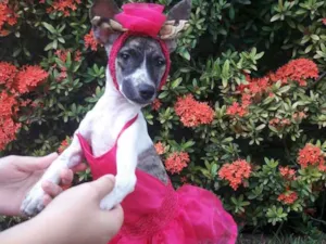 Cachorro raça SEM RAÇA DEFINIDA.  idade 2 a 6 meses nome SEM NOME.