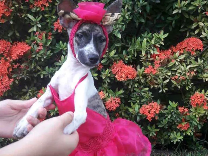 Cachorro ra a SEM RAÇA DEFINIDA.  idade 2 a 6 meses nome SEM NOME.