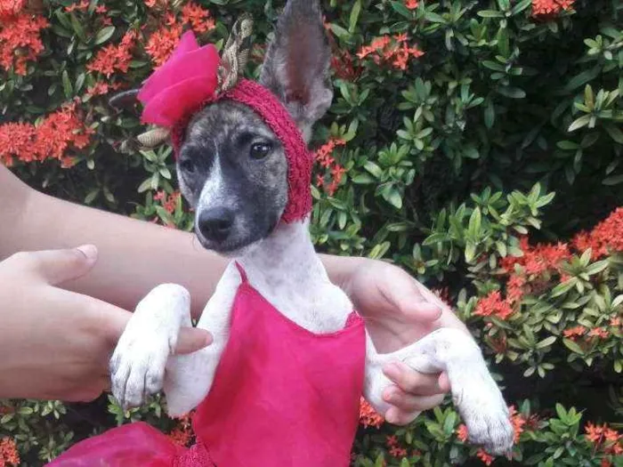 Cachorro ra a SEM RAÇA DEFINIDA.  idade 2 a 6 meses nome SEM NOME.