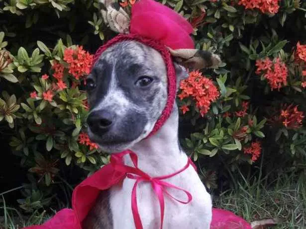 Cachorro ra a SEM RAÇA DEFINIDA.  idade 2 a 6 meses nome SEM NOME.
