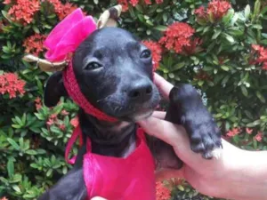 Cachorro raça SEM RAÇA DEFINIDA.  idade 2 a 6 meses nome SEM NOME.