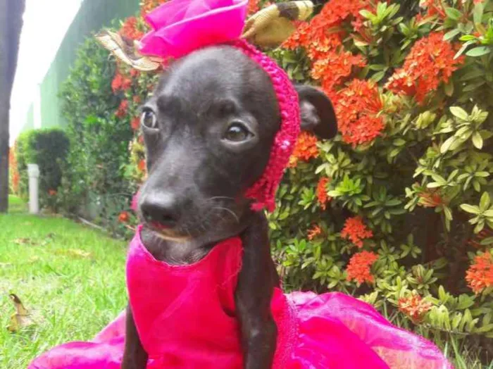 Cachorro ra a SEM RAÇA DEFINIDA.  idade 2 a 6 meses nome SEM NOME.