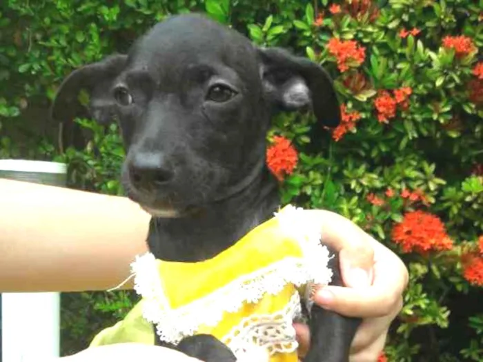 Cachorro ra a SEM RAÇA DEFINIDA.  idade 2 a 6 meses nome SEM NOME.