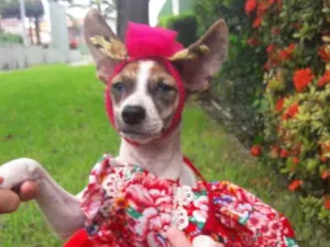 Cachorro raça SEM RAÇA DEFINIDA.  idade 2 a 6 meses nome SEM NOME.