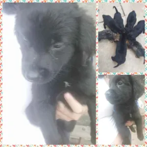 Cachorro raça Mestiço  idade 2 a 6 meses nome Por conta do adotant