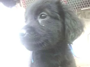 Cachorro raça Mestiço  idade 2 a 6 meses nome Por conta do adotant