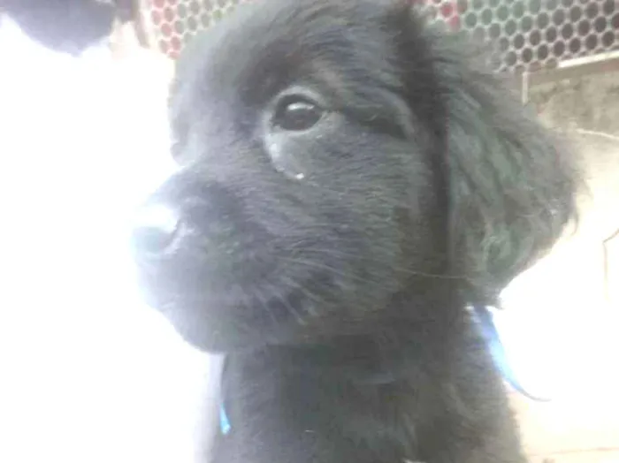 Cachorro ra a Mestiço  idade 2 a 6 meses nome Por conta do adotant