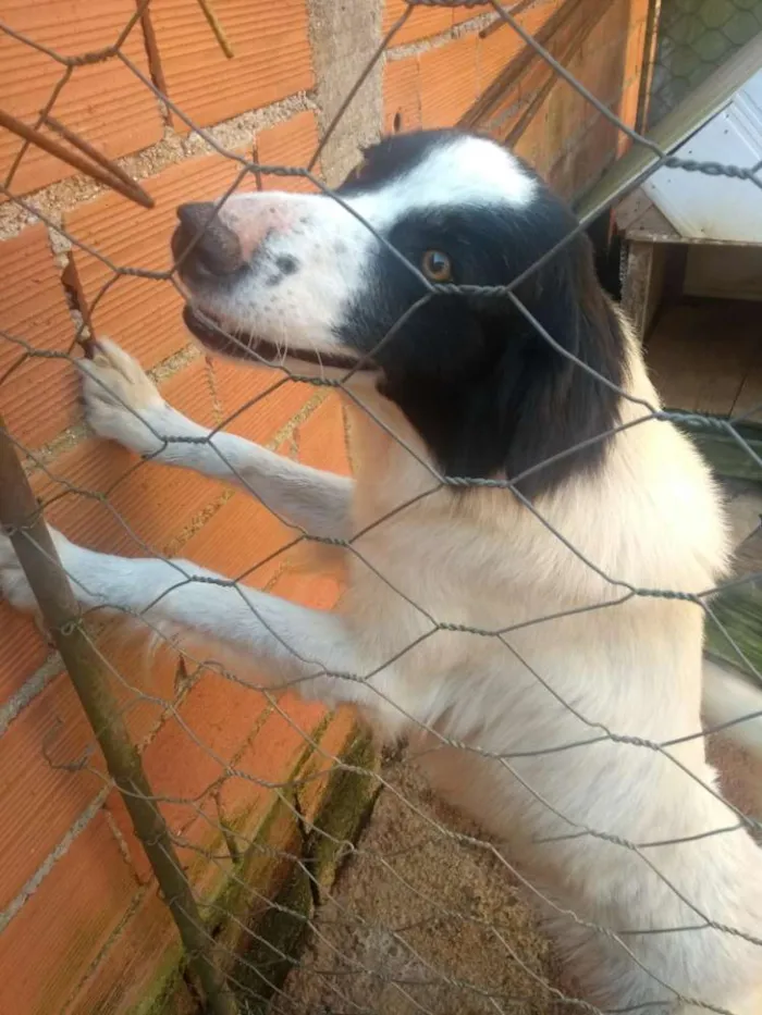 Cachorro ra a Vira lata com Borden cole idade 6 ou mais anos nome Max