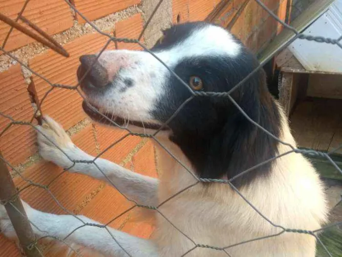 Cachorro ra a Vira lata com Borden cole idade 6 ou mais anos nome Max