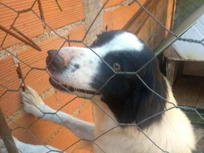 Cachorro ra a Vira lata com Borden cole idade 6 ou mais anos nome Max