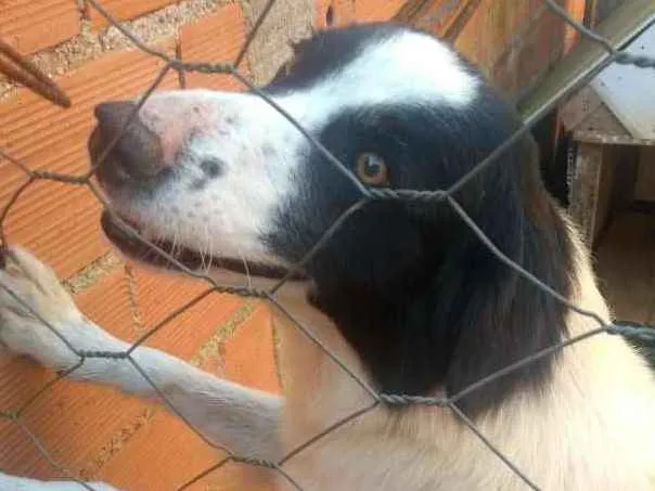 Cachorro ra a Vira lata com Borden cole idade 6 ou mais anos nome Max