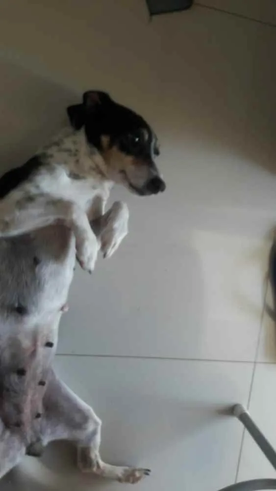 Cachorro ra a Fox paulistinha com Basset idade 6 ou mais anos nome Bolinha