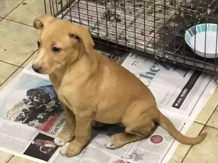 Cachorro ra a Srd idade 2 a 6 meses nome Filhotinha