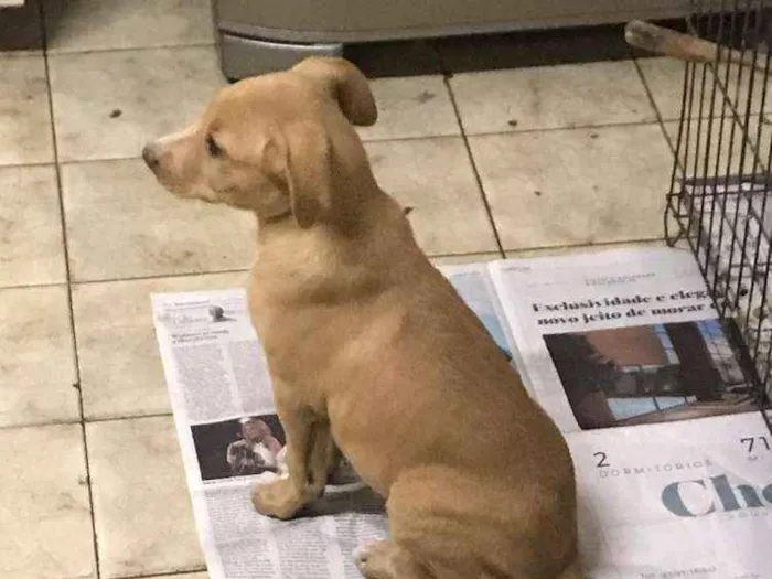 Cachorro ra a Srd idade 2 a 6 meses nome Filhotinha