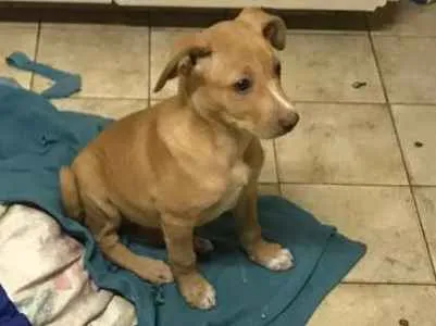 Cachorro ra a Srd idade 2 a 6 meses nome Filhotinha