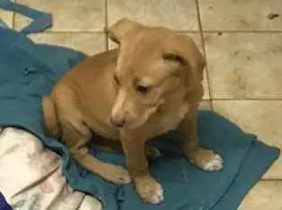 Cachorro ra a Srd idade 2 a 6 meses nome Filhotinha