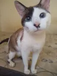 Thomas