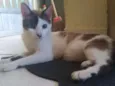 Thomas