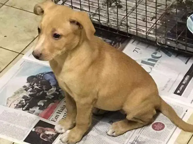 Cachorro ra a Srd idade 2 a 6 meses nome Filhotinha