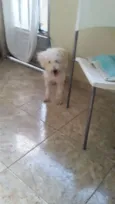 Pipoca