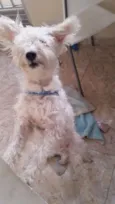 Pipoca