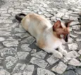 Magrela