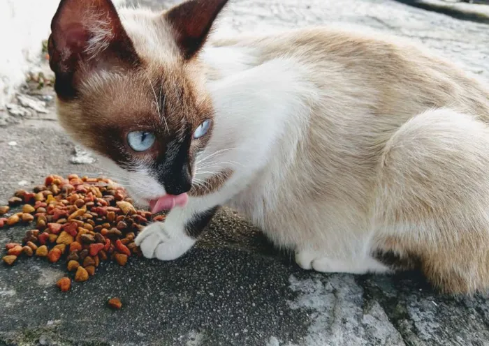 Gato raça Mestiça de siamesa idade 1 ano nome Magrela