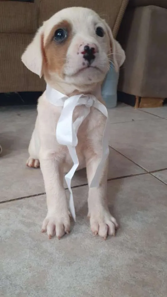 Cachorro ra a Vira Latas idade Abaixo de 2 meses nome Sem nome