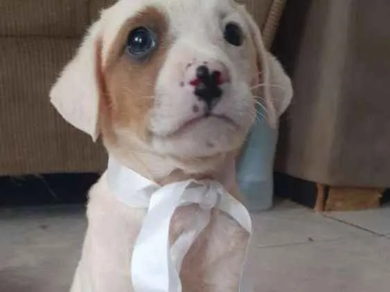 Cachorro ra a Vira Latas idade Abaixo de 2 meses nome Sem nome