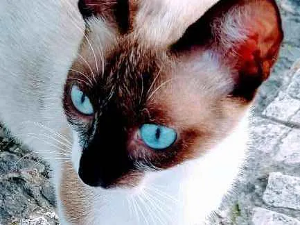 Gato raça Mestiça de siamesa idade 1 ano nome Magrela