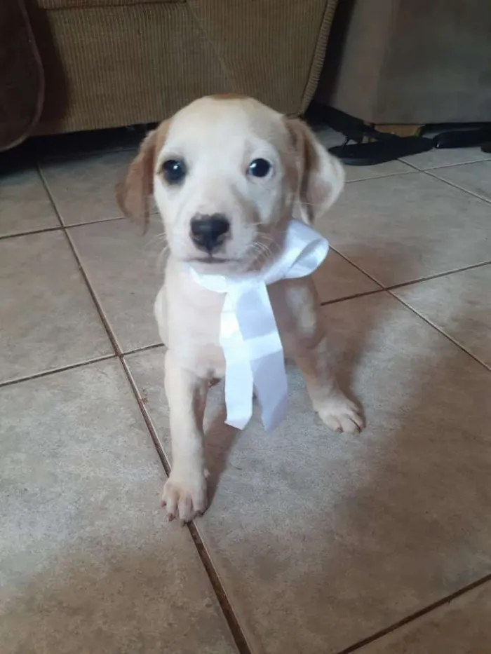Cachorro ra a Vira Latas idade Abaixo de 2 meses nome Sky