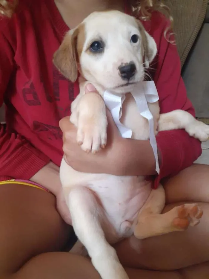 Cachorro ra a Vira Latas idade Abaixo de 2 meses nome Sky