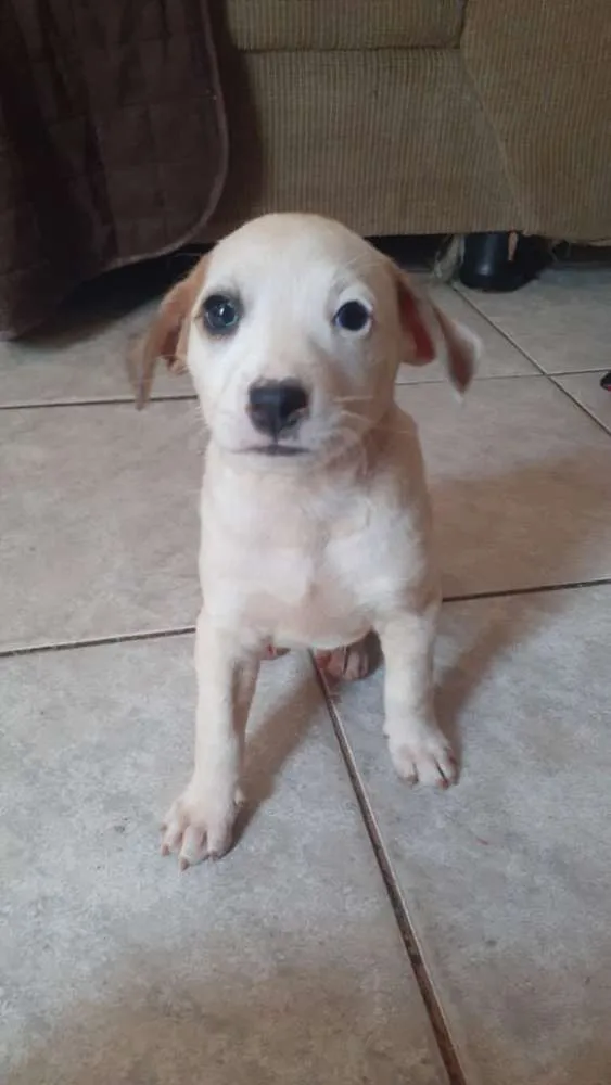 Cachorro ra a Vira Latas idade Abaixo de 2 meses nome Sky
