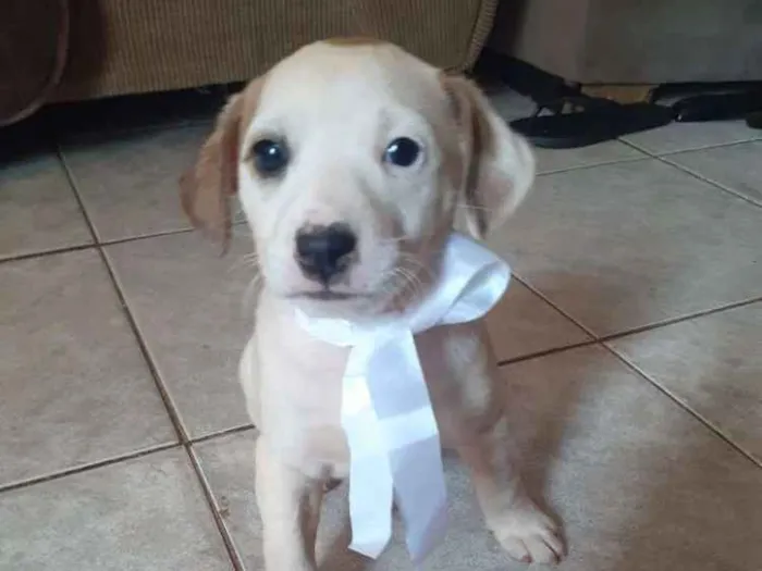 Cachorro ra a Vira Latas idade Abaixo de 2 meses nome Sky