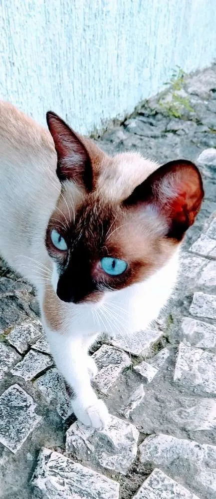 Gato raça Mestiça de siamesa idade 1 ano nome Magrela