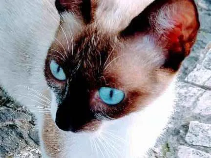 Gato raça Mestiça de siamesa idade 1 ano nome Magrela
